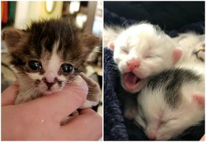 Одинокий котенок стал нянькой двум новорожденным комочкам