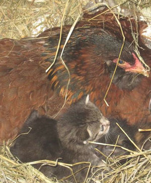 Вот зачем курица начала прятаться от фермера, тогда он заглянул в гнездо!