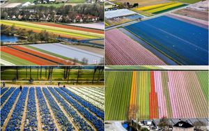 Поля цветущих тюльпанов в Нидерландах