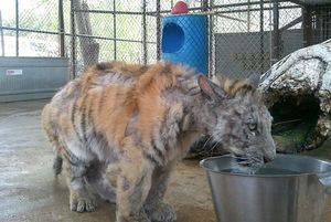 Невероятное преображение тигрицы спасенной из цирка (8 фото)