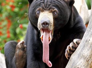 Джесси Джордан рассказал как черный медведь «подкупил» его собаку