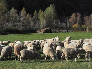 Во Франции в школу зачислили овец, чтобы не закрылись классы из-за нехватки учеников