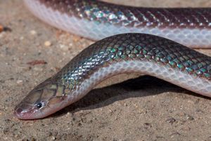 Змея-кинжал: стилетные змеи кусают, не открывая пасти