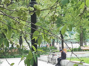 Китайцев обвинили в массовом обдирании московских деревьев