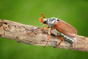 Редкий жук, ты враг или друг: почему майские жуки не встречаются ежегодно?                     (3 фото)