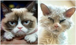 Умерла сердитая кошка Grumpy Cat, но в сети нашли ее последователей