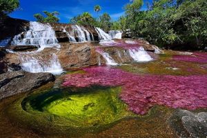 В Колумбии «расцвела» река пяти цветов                     (9 фото)