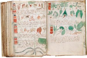 Самый загадочный текст в мире, «Рукопись Войнича», наконец расшифровали