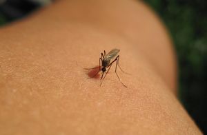 Если выпить, комары кусают чаще?
