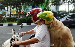 Псы-гонщики из Индонезии
