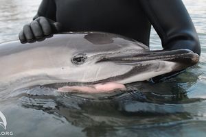 Он испытывал боль при каждом движении: В Севастополе волонтеры спасли дельфина-белобочку, запутавшегося в сетях