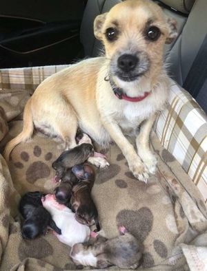 Беременная собака, спасенная от усыпления, на радостях родила прямо в машине