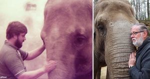 Мужчина нашёл слона, за которым ухаживал 32 года назад, — и слон его узнал!