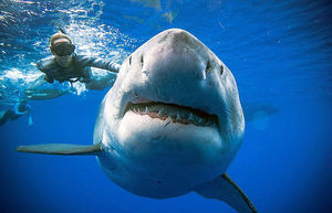  Cамую большую акулу в мире сфотографировали с человеком