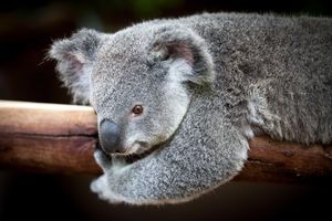 В некоторых районах Австралии до 90% коал имеют ЗППП