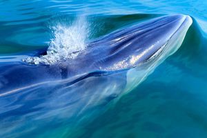 «Самый одинокий кит в мире» не одинок