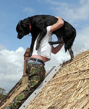 Собака на крыше, или чем пес полезен хозяину