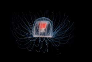 Бессмертная медуза способна в любой момент вернуться в молодость