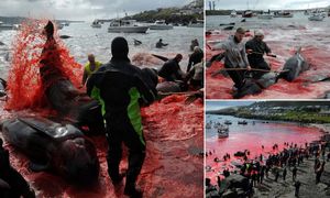 Море крови: охота на дельфинов на Фарерских островах