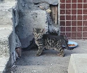 В этом дворе уже знают, как наверняка бороться с котами... Умоляем о помощи!