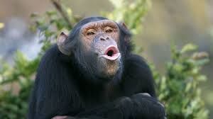 Новый вирусный ролик о шимпанзе, который освоил Инстаграм