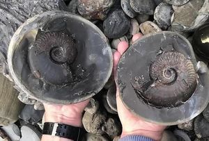Студент нашел на пляже блестящий шар с ископаемым моллюском возрастом 185 млн лет