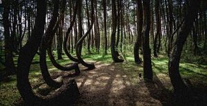 Семь самых страшных лесов планеты
