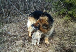 Старая овчарка взяла под защиту бездомного котика. И вот что из этого вышло!