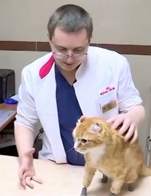 Русский кот Рыжик - первый в мире кот с четырьмя бионическими лапами