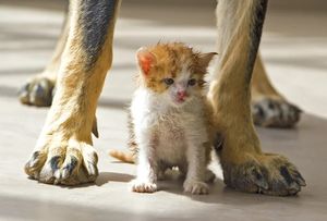 Тощий, одинокий и голодный котенок пригрелся под боком старого пса