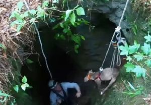 Путешественник был в лесу, когда услышал «плач» собаки: она упала в глубокую яму