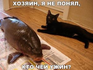 История про котика и его пенсию : )