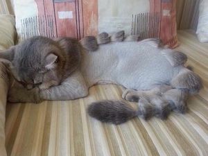 Как спасти кошку от изнуряющей жары? Стрижки кошек