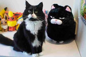 У кота есть «близнец» — угрюмая игрушечная подушка стала лучшим другом питомца