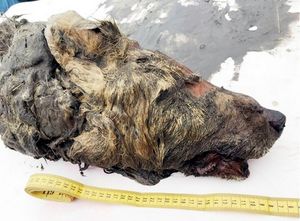 В Якутии нашли отрубленную голову доисторического волка