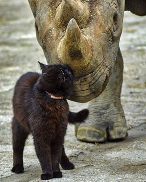 Как отважные кошки подружились с носорогами