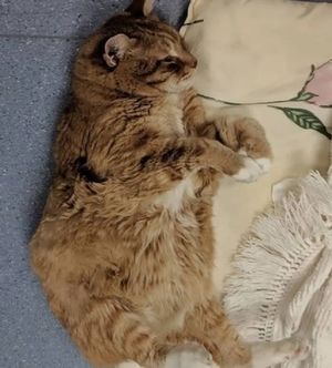 Четвероногий «медбрат»: как больной кот стал сотрудником ветеринарной клиники