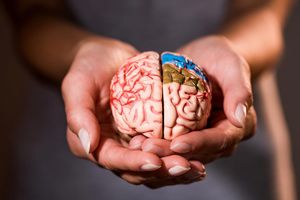 30 удивительных фактов о мозге и мышлении, которые заставляют призадуматься