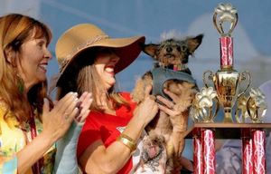 В США пёс по кличке Бродяга признан самым уродливым в мире