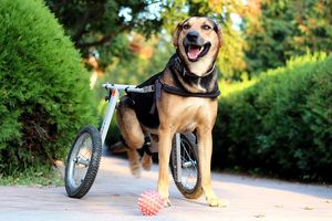 Вместо лап - колеса: в Анапе женщина спасла от усыпления собаку-инвалида