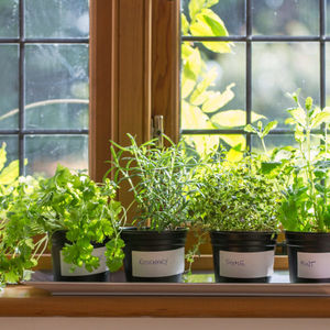 10 лучших пряностей и овощей, чтобы устроить сад на балконе