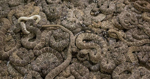 Друзья пытались достать змею из-под дома, а нашли там десятки рептилий