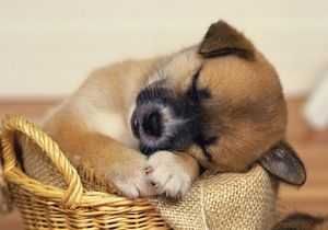 Психолог выяснил, что на самом деле видят собаки во снах