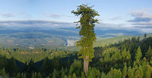 Секвойя: дерево-гигант