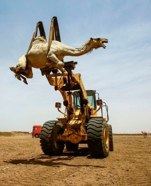 Ежегодный рынок верблюдов в Судане