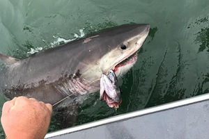 «Это русская подлодка»: акула-людоед утащила катер и попала на видео