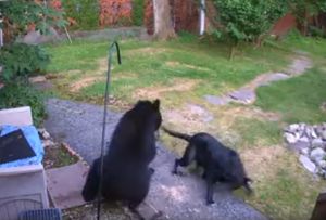Необычное видео противостояния бесстрашного пса и медведя попало в Сеть
