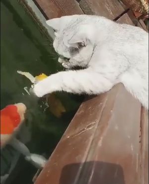 Рыба укусила любопытную кошку и рассмешила соцсети