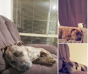 Пса украли у хозяина, а спустя два года его случайно нашли на улице