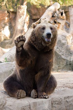 Почему именно медведь — символ России, а не какой-либо другой зверь.